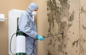 Best Industrial Mold Remediation in Caldwell, ID